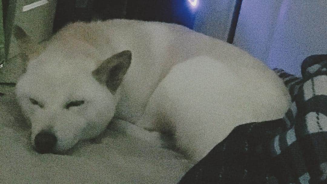 Tofu The Shibaのインスタグラム：「Just wake me up once 2019 arrives.」