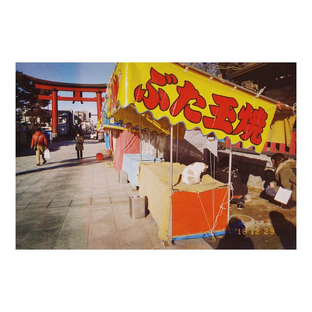 加村真美のインスタグラム：「🐈 #盛岡八幡宮 #instagram」