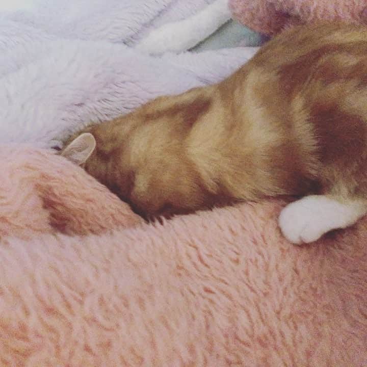 のインスタグラム：「眠たそうな宇宙が可愛すぎて共有したくなったよ〜  #ねこ #マンチカン #子猫」
