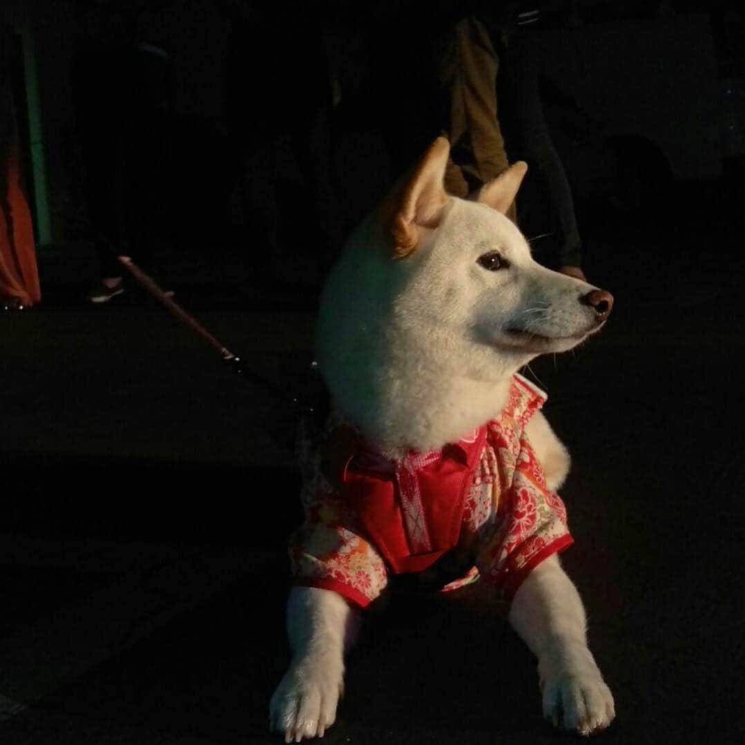 Tofu The Shibaのインスタグラム：「Why didn’t anyone in “Bird Box” have a doge so we could just fetch food everyone?」