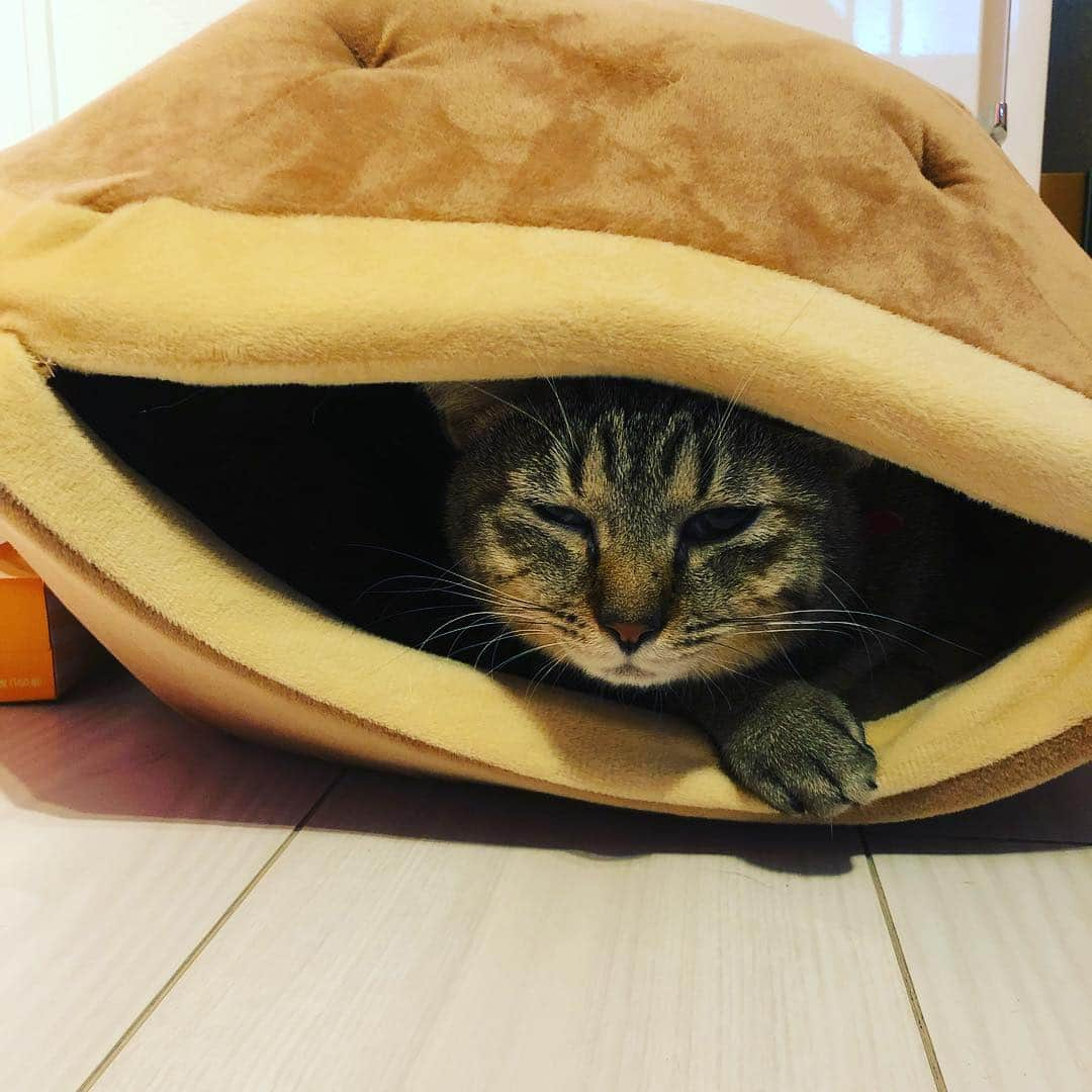 長与千種さんのインスタグラム写真 - (長与千種Instagram)「新しい キャットベット✨  どら焼き形に すっぽり😆  #suzu_chan  #新しいベット  #ご満悦」12月29日 14時31分 - chigusanagayo