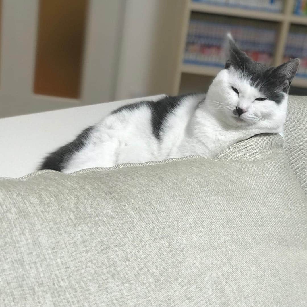 サンシャイン池崎さんのインスタグラム写真 - (サンシャイン池崎Instagram)「でかくなるのはやっ！！！！ #猫 #猫の森 #風神 #雷神 #生後８ヶ月 #無駄にポートレート」12月29日 18時10分 - ikezaki_yeah