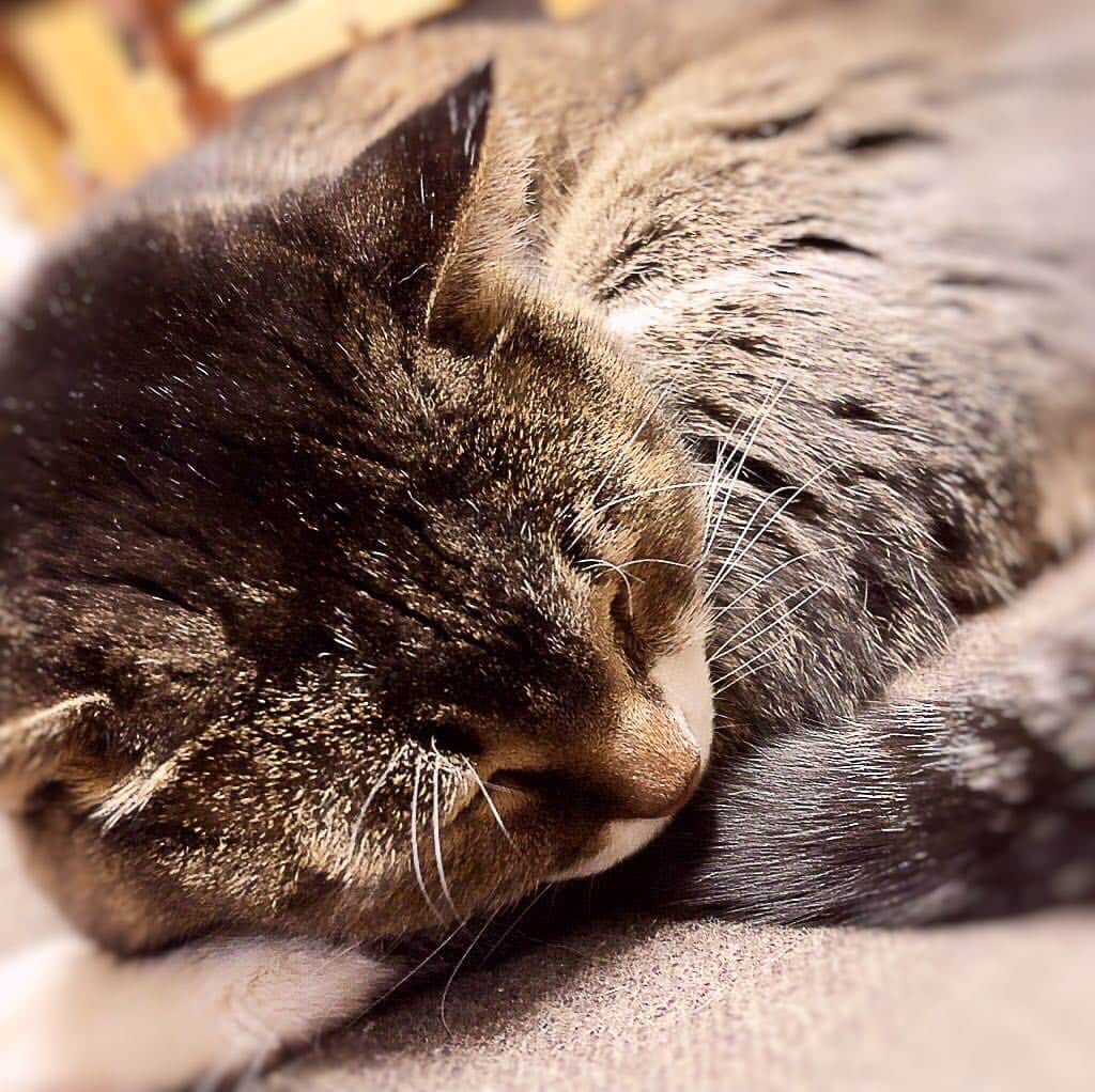 山岸愛梨さんのインスタグラム写真 - (山岸愛梨Instagram)「ツイッターに載せたけどインスタにも(*^o^*)久々にさくらこちゃんに会いました。もふもふ可愛い( ˘ω˘) #もふもふ #癒し #猫 #にゃんこ #ねこ部 #猫好きな人と繋がりたい #cat #kitty #catstagram #lovemycat」12月5日 21時01分 - airi_yamagishi