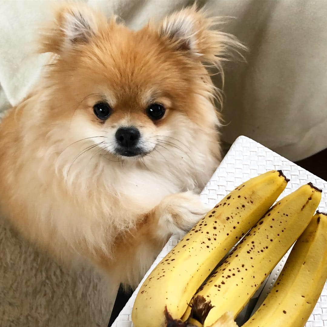 とよた真帆さんのインスタグラム写真 - (とよた真帆Instagram)「バナナ好きのぱるる🍌 これくださいな  #dog #ポメラニアン#保護犬 #犬 #バナナ」12月6日 9時16分 - maho_toyota