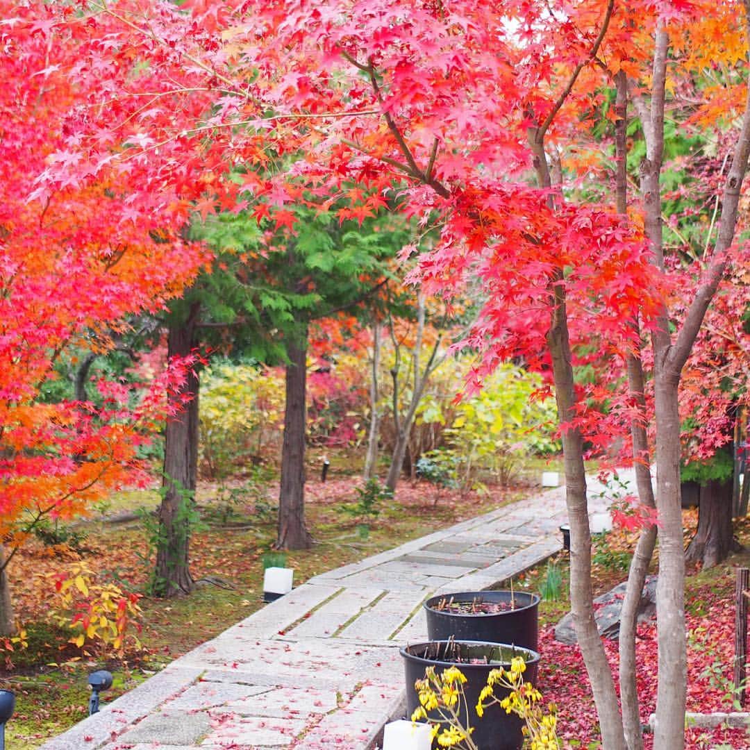 木村涼子さんのインスタグラム写真 - (木村涼子Instagram)「2018.12.6 東福寺に行った時に、こちらの勝林寺にも寄りました。 友達の投稿を見て、この花手水が見てみたくなった💐 お庭がきれいで、とっても素敵なお寺でした🍁 お堂で座禅を組んでる人が沢山いてました。 こんなお寺に時々通って、座禅を組んだり写経したりするのもいいだろうなぁ #勝林寺 #手水舎 #花手水 #紅葉 #京都 #kyoto #japan」12月6日 10時56分 - kimuryou