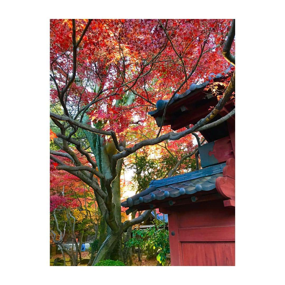 菜々緒さんのインスタグラム写真 - (菜々緒Instagram)「#豪徳寺 #紅葉 🍁🍠❤️」12月6日 13時11分 - nanao_official