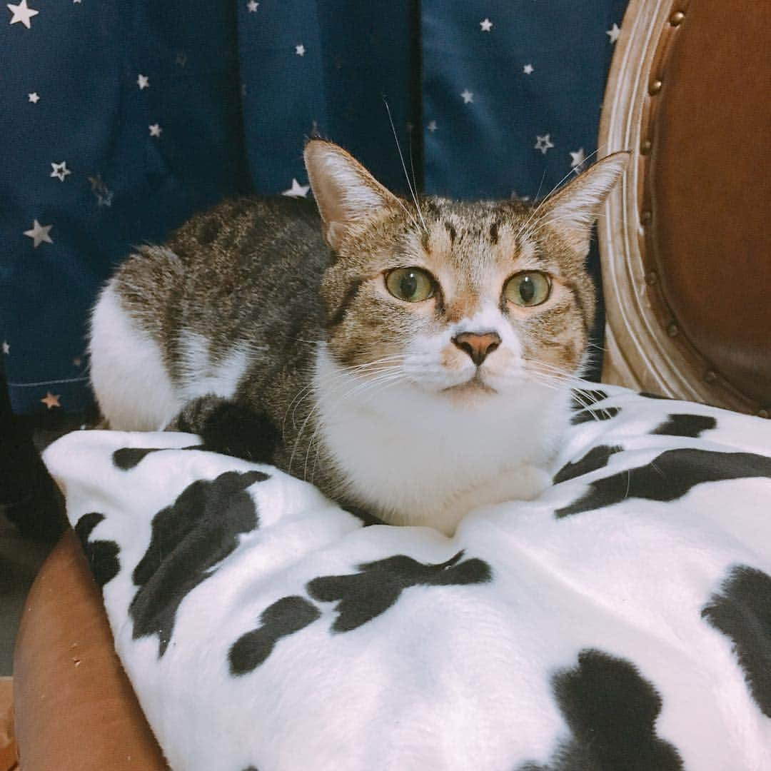 Elyさんのインスタグラム写真 - (ElyInstagram)「Regal & Mya on the cow cushion 覺得哩勾在乳牛紋的東西上面會很可愛，請媽媽做了乳牛坐墊，今天哩勾終於趴上去了！ 結果忙個回頭變麥芽，你們在複製貼上什麼啦🤣🤣 #cat #catsofinstagram #Regal #Mya #blessed #lovely」12月6日 23時47分 - eeelyeee