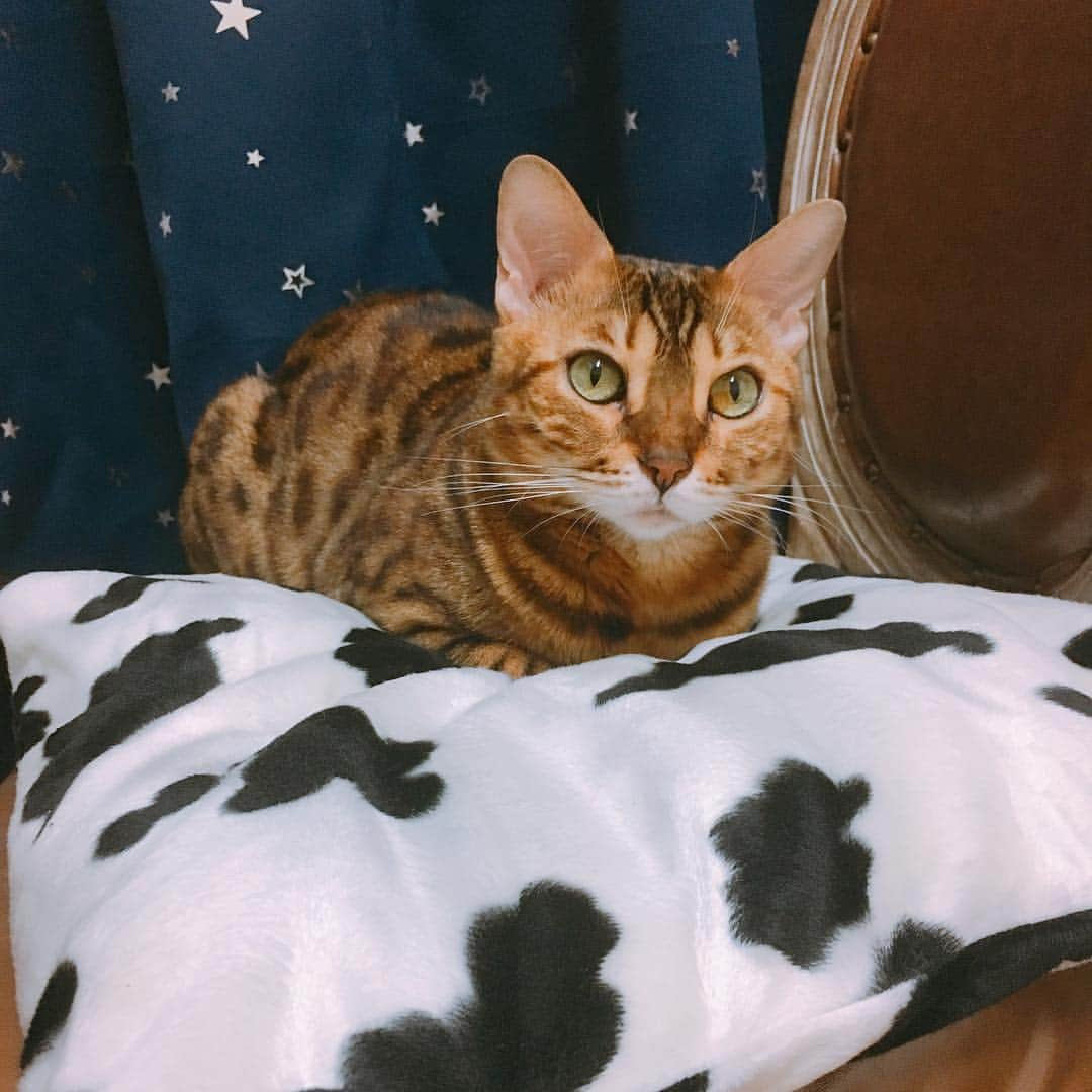 Elyさんのインスタグラム写真 - (ElyInstagram)「Regal & Mya on the cow cushion 覺得哩勾在乳牛紋的東西上面會很可愛，請媽媽做了乳牛坐墊，今天哩勾終於趴上去了！ 結果忙個回頭變麥芽，你們在複製貼上什麼啦🤣🤣 #cat #catsofinstagram #Regal #Mya #blessed #lovely」12月6日 23時47分 - eeelyeee