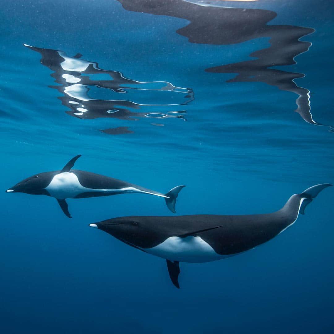 National Geographic Travelさんのインスタグラム写真 - (National Geographic TravelInstagram)「Photo by @PaulNicklen // These northern right whale dolphins came to check me out as they fed in the nutrient-rich waters off the west coast of Vancouver Island, British Columbia. Like their namesake, right whales, they can be easily distinguished by their lack of a dorsal fin. Northern right whale dolphins tend to travel in large pods of hundreds of animals, which often include Pacific white-sided dolphins. They're the track stars of the ocean, able to swim over 40 kilometres per hour and leap up to 7 metres through the air. #FollowMe at @PaulNicklen for photos of sperm whales from my current expedition in Dominica. #BritishColumbia #dolphin #ocean #diving #underwaterphotography」12月7日 5時03分 - natgeotravel