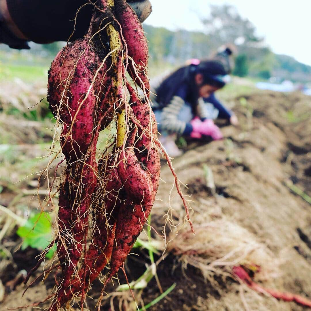 FOOD&COMPANYさんのインスタグラム写真 - (FOOD&COMPANYInstagram)「_ 【湘南野菜Lohengrin(ローエングリン)のカラフル野菜! @湘南T-site店】  湘南T-site店では、湘南農家さんと顔の見える関係性を大切にしたいという思いから、農薬不使用、土作りから丁寧に育てられた採れたてのお野菜を日々取り揃えています。  藤沢・茅ヶ崎のLohengrin、にこにこ農園、島次郎農園、小田原の春夏秋冬 など、それぞれの個性溢れる旬の野菜や果物を届けていただいています。  今日ご紹介する農家さんは、Lohengrin（ローエングリン）。 週２回、開店前にカゴいっぱいの採れたて新鮮野菜を届けてくれます。  葉付きの彩り豊かな人参、旬をまるごとブーケのようにまとめた旬菜セット、ピクルスやサラダに華を添えるカラフルな大根などは毎日の食卓やお弁当に彩りを添えてくれます。  テーブルビーツやフランス原産の赤い菊芋など、効能やオススメの食べ方などがラベルに記されていますので、初めてのお野菜もトライしてみたくなりますよ！  またお店で大評判の、安納芋の焼き芋はLohengrinさんのもの。（大好評のためご提供できるのもあと僅かとなりました！) 「自然や食べ物の在り方に目をむける」そんな子どもたちを増やしていきたい、という想いが野菜からも伝わります。  火曜日と金曜日の朝はLohengrinさんのお野菜がお店を彩っています。本日と明日は21時まで、皆様のご来店を心よりお待ちしております。  #foodandcompany#shonan_t_site#湘南野菜#カラフル野菜#新鮮野菜#lohengrin#ローエングリン」12月7日 8時02分 - foodandcompany_grocery