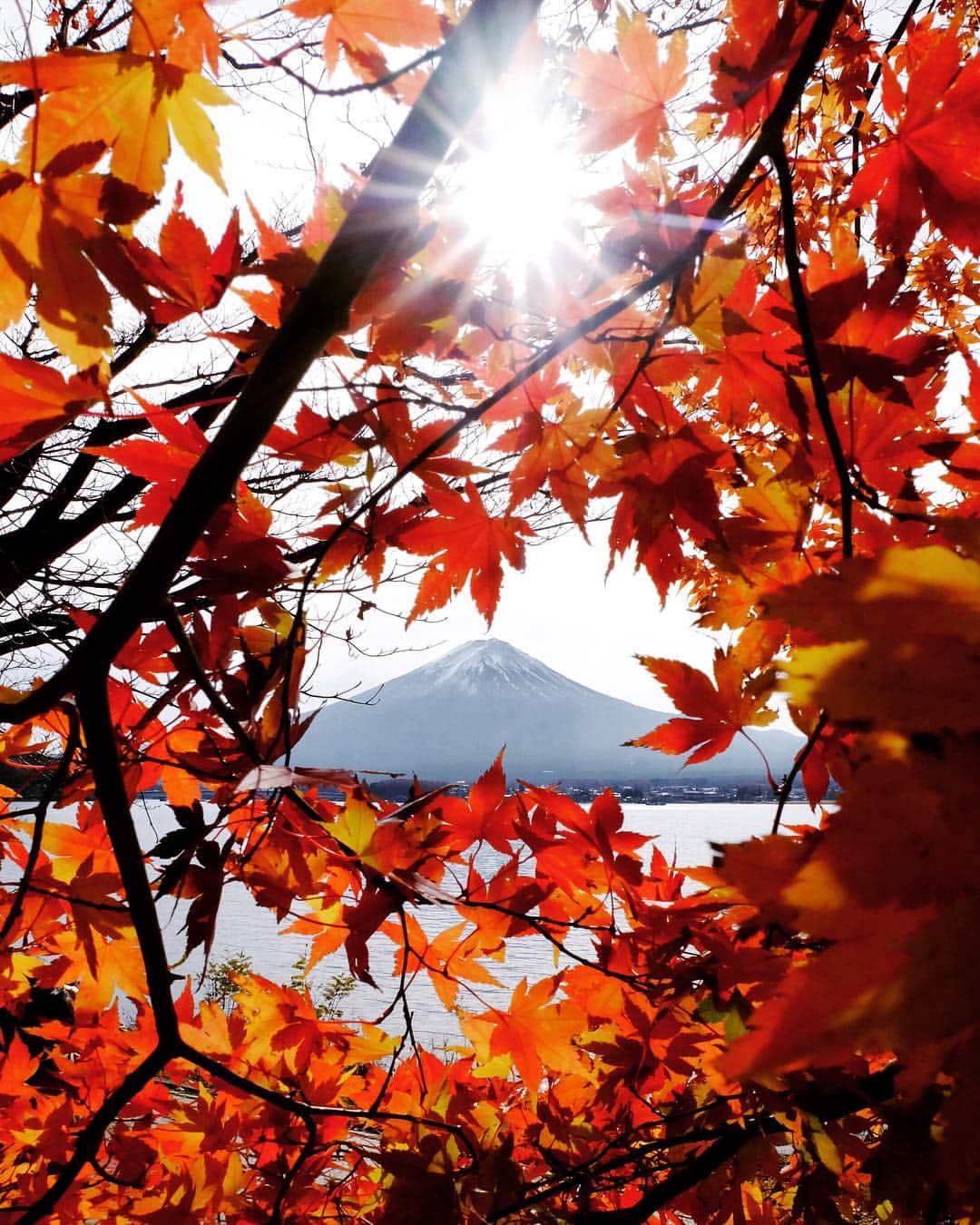 田村幸士のインスタグラム：「. My last autumn. (maybe) @instagram . . . . #autumnmood #autumnvibes #mtfuji #fujifilm_xseries #mobilemag #wildernessculture #weliketotravel #nature_focus_on #visualinspiration #yourshotphotographer #500px #WHPscale #hsinthefield #gearednomad #visualoflife #igmasters #ig_japan #instagramjapan #wu_japan #nipponpic #team_jp_ #visitjapanjp #jp_gallery #japan_inside #daily_photo_jpn #lovers_nippon #myfujilove #河口湖 #富士山 #富士フイルム」