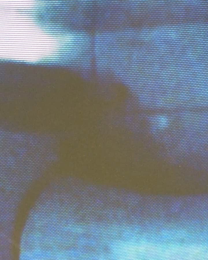 島田大介のインスタグラム：「開催中の写真展の方は映像も展示しております。 #daisukeshimadafilm #mend #experimentalcinema #16mmfilm」
