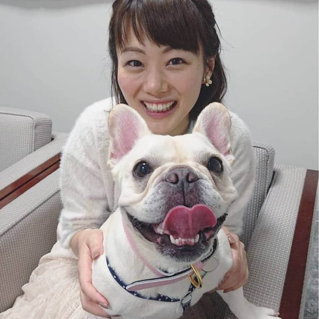 高橋真理恵さんのインスタグラム写真 - (高橋真理恵Instagram)「* ロケのため、  カンテレに来た スタッフさんの愛犬、 たま子さん。  ズボンから短い尻尾が出てる❤️* *  はじめ重量にびっくりしましたが、 人懐っこい性格に癒されました😌😌 * * #ブルドッグ #フレンチブルドッグ  #報道ランナー の  #だいすき にも出ないかなー🎵 #カンテレ」12月7日 17時50分 - marie___takahashi