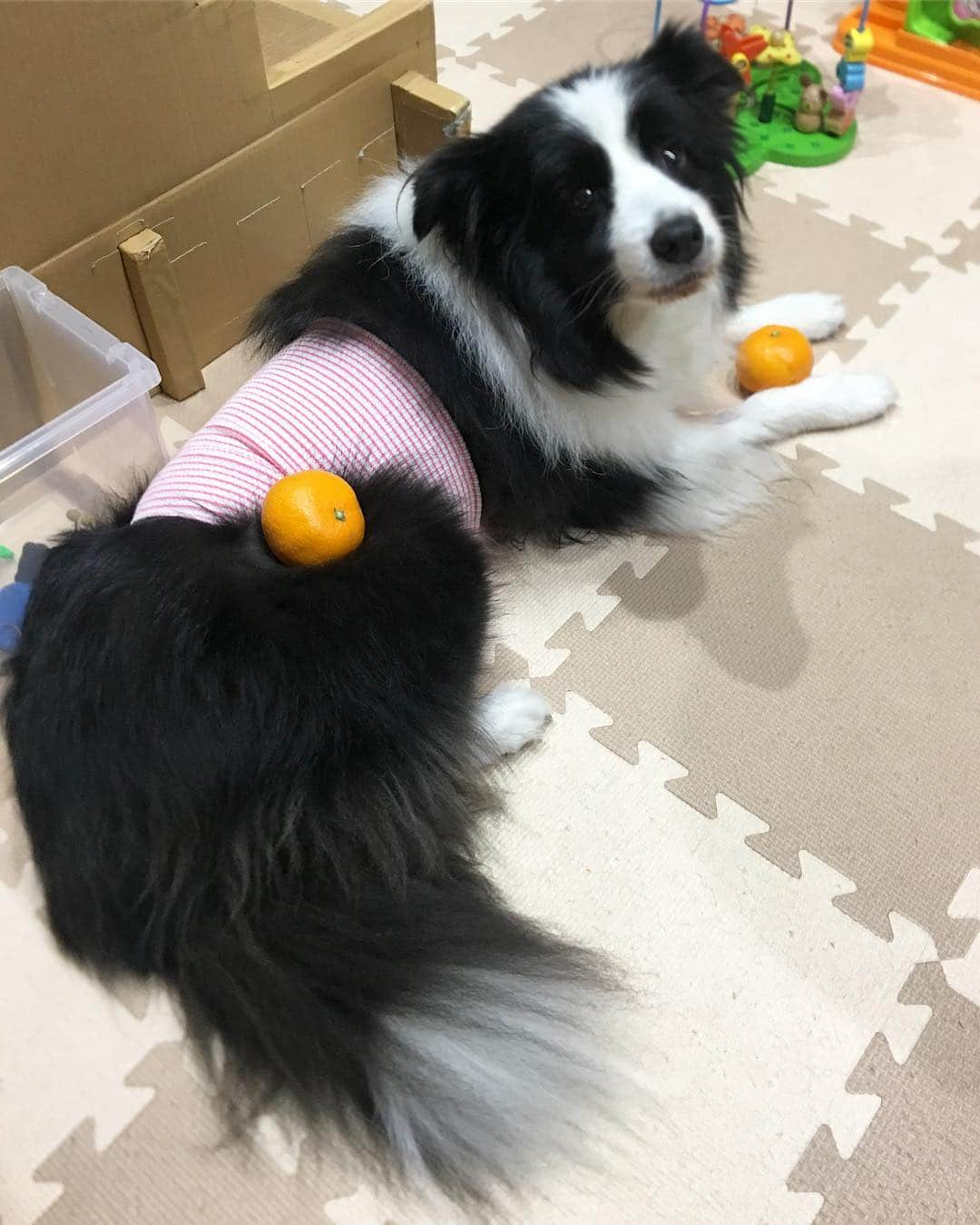 犬バカ部宣伝部長さんのインスタグラム写真 - (犬バカ部宣伝部長Instagram)「そら『ん？なんでここに🍊乗ってるの？』﻿ ﻿ そこに🍊があったから…🤪﻿ ﻿ あー土日熊本で休みだぁ😅﻿ 出張先で土曜日仕事じゃないって、ちと困る🤪﻿ ﻿ あーどこ行こっかな？😆💦﻿ ﻿ #犬バカ部﻿ #bordercollie﻿ #ボーダーコリー ﻿ #温泉行こかな」12月7日 20時41分 - umetaturou