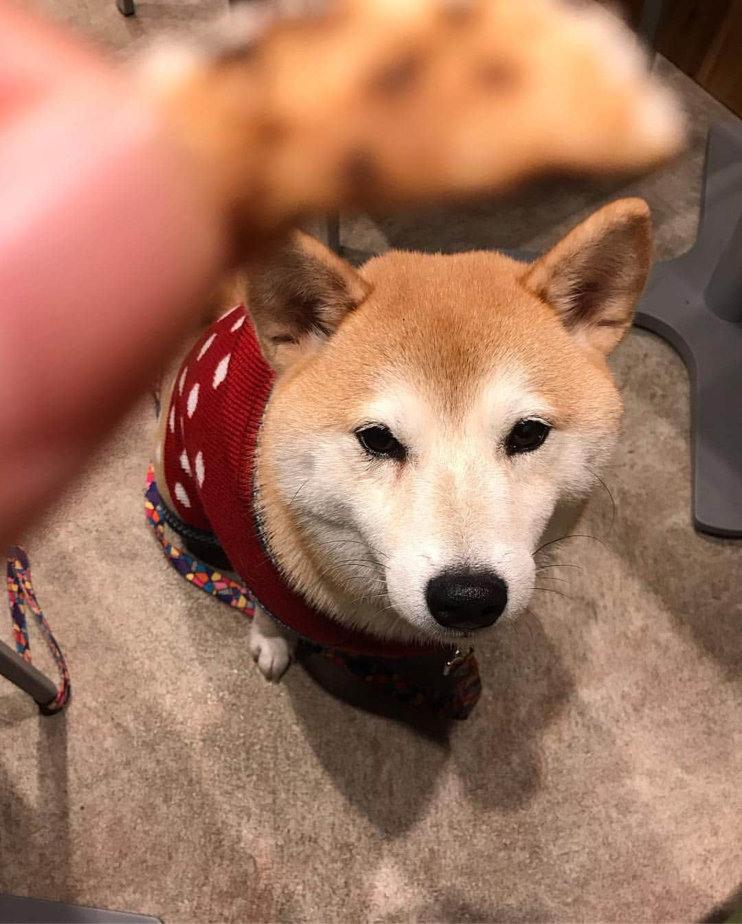 柴犬のモモさんのインスタグラム写真 - (柴犬のモモInstagram)「久々にキミリーさんへ行って来ました。店先の綺麗な #クリスマスツリー と撮り、さらに大きな #スカイツリー とも撮りました #いぬ #イヌ #犬 #柴犬 #赤柴 #日本犬 #犬バカ部 #ふわもこ部 #いぬら部 #癒しわんこ #柴犬マニア #犬のいる暮らし #口角キュキュッと部 #shiba #shibainu #shibadog #dogstagram #dogsofinstagram #shibastagram #shibasofinstagram #shibamania #inu #instadog #toyota_dog」12月8日 19時12分 - shi_ba_i_nu_momo