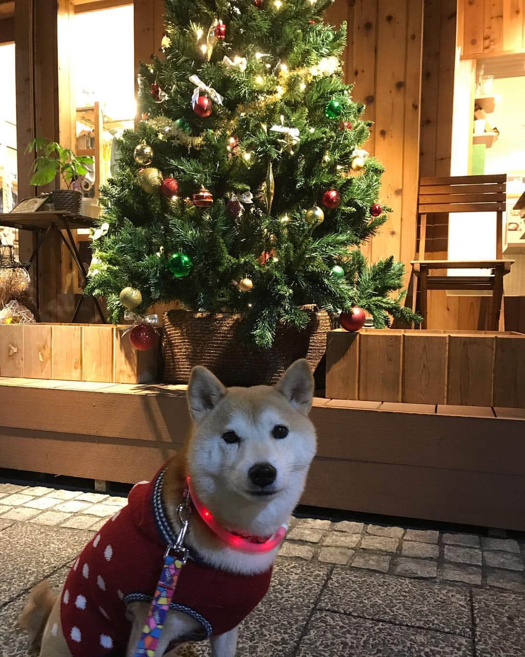 柴犬のモモさんのインスタグラム写真 - (柴犬のモモInstagram)「久々にキミリーさんへ行って来ました。店先の綺麗な #クリスマスツリー と撮り、さらに大きな #スカイツリー とも撮りました #いぬ #イヌ #犬 #柴犬 #赤柴 #日本犬 #犬バカ部 #ふわもこ部 #いぬら部 #癒しわんこ #柴犬マニア #犬のいる暮らし #口角キュキュッと部 #shiba #shibainu #shibadog #dogstagram #dogsofinstagram #shibastagram #shibasofinstagram #shibamania #inu #instadog #toyota_dog」12月8日 19時12分 - shi_ba_i_nu_momo