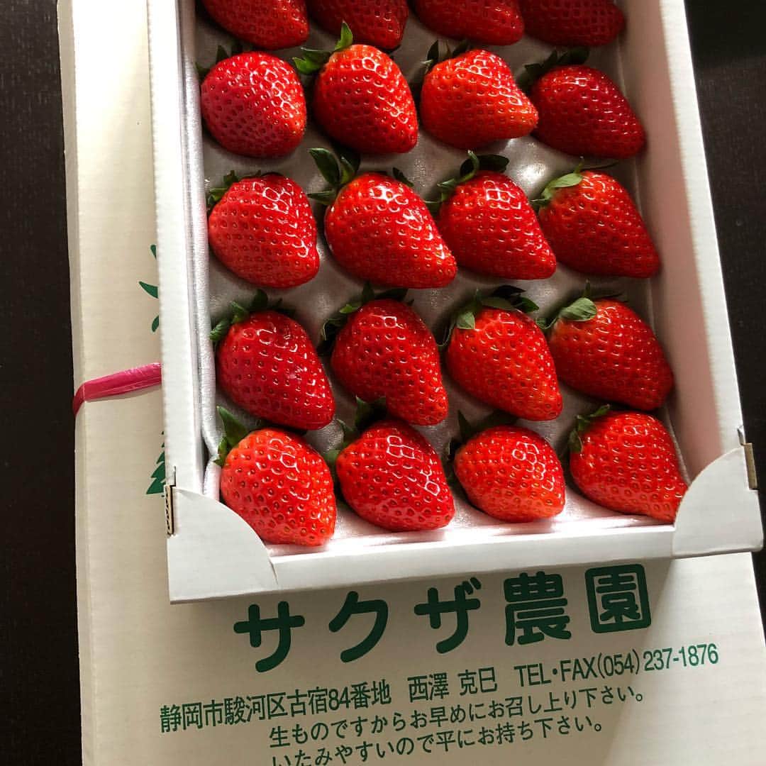 齋藤学のインスタグラム：「いちごの季節がやってきた。 美味しいよー！  #サクザ農園」