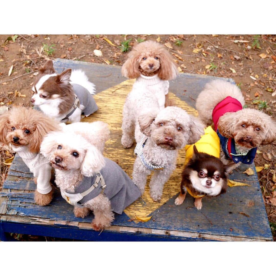 佐々木希さんのインスタグラム写真 - (佐々木希Instagram)「チビ達楽しそうで 何よりです🐶♡ #犬会 #愛犬 #ドッグラン」12月8日 16時32分 - nozomisasaki_official