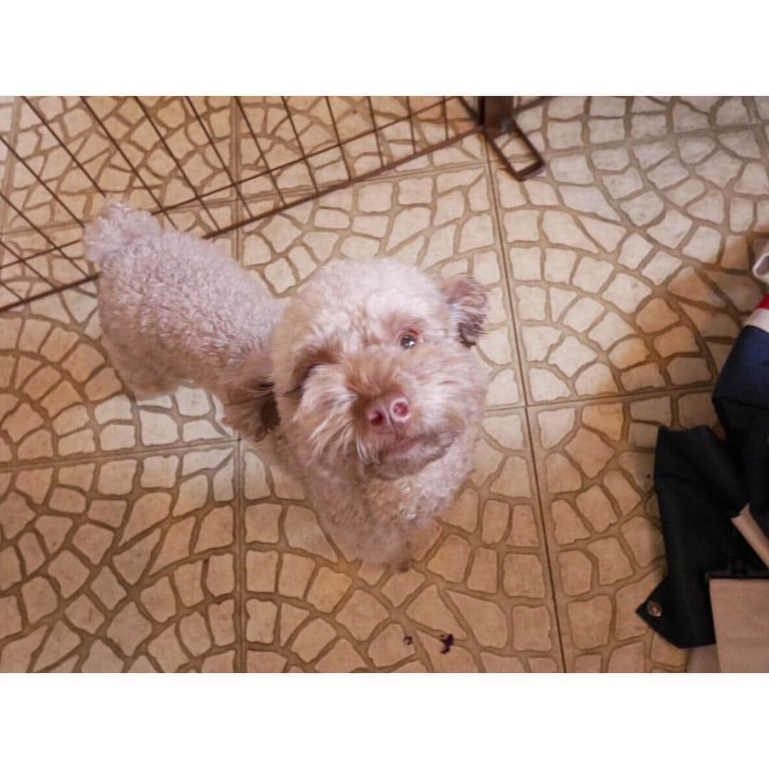 佐々木希さんのインスタグラム写真 - (佐々木希Instagram)「チビ達楽しそうで 何よりです🐶♡ #犬会 #愛犬 #ドッグラン」12月8日 16時32分 - nozomisasaki_official