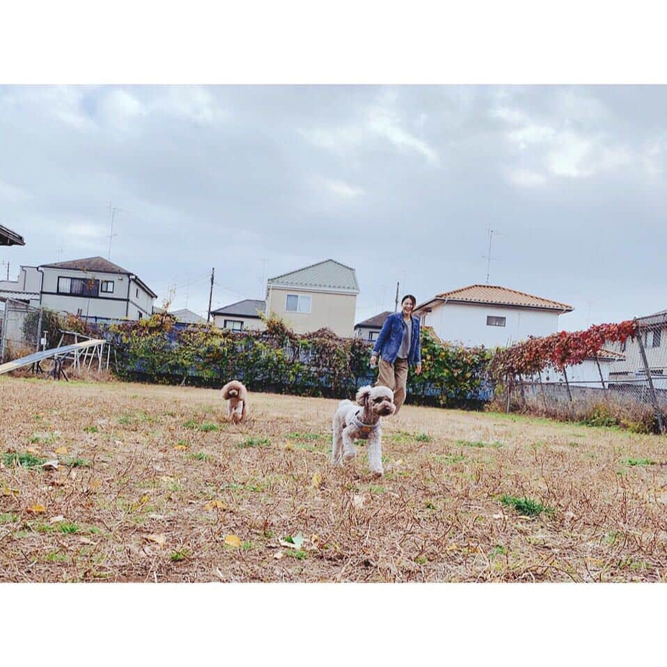 佐々木希さんのインスタグラム写真 - (佐々木希Instagram)「チビ達楽しそうで 何よりです🐶♡ #犬会 #愛犬 #ドッグラン」12月8日 16時32分 - nozomisasaki_official