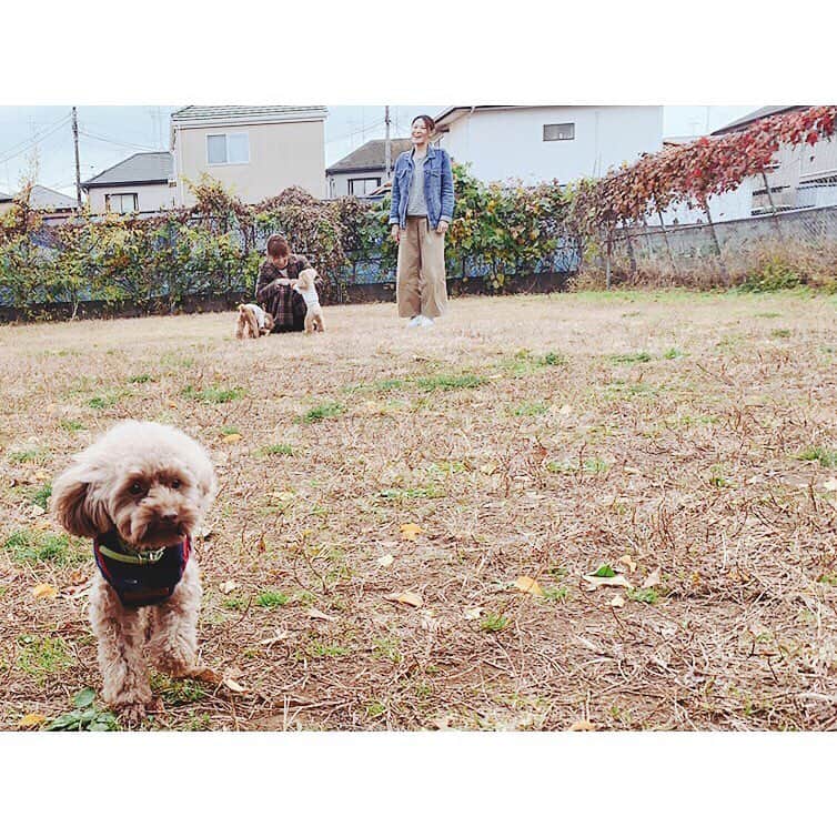 佐々木希さんのインスタグラム写真 - (佐々木希Instagram)「チビ達楽しそうで 何よりです🐶♡ #犬会 #愛犬 #ドッグラン」12月8日 16時32分 - nozomisasaki_official