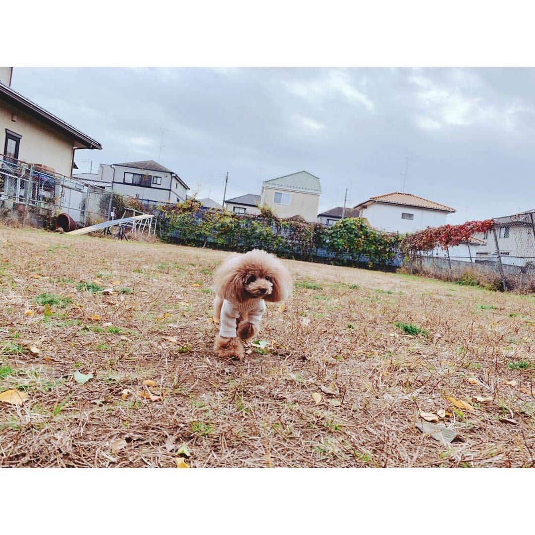 佐々木希さんのインスタグラム写真 - (佐々木希Instagram)「チビ達楽しそうで 何よりです🐶♡ #犬会 #愛犬 #ドッグラン」12月8日 16時32分 - nozomisasaki_official