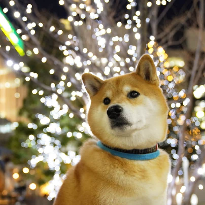 まる（まるたろう）さんのインスタグラム写真 - (まる（まるたろう）Instagram)「It's pretty when it sparkles! It's pretty!✨🐶✨だんだん街がキラキラしてきたね〜 #毎年失敗してるけど #今年こそ成功させるからね #あいつとっ捕まえるの #バナナでおびき出そうかな🤔」12月8日 18時51分 - marutaro