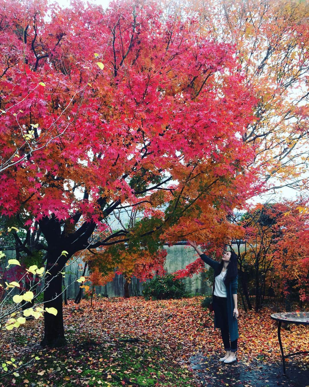 辻恵子のインスタグラム：「すごく綺麗な紅葉みれて幸せ🍁沖縄では見られない景色が、内地にはあって素敵だなぁ、、😊💓 #紅葉 #秋 #むしろ冬？ #今日の沖縄は極寒でした #ゆっても18度 #実はこの紅葉.. #公園じゃなくて #友達の家の庭」