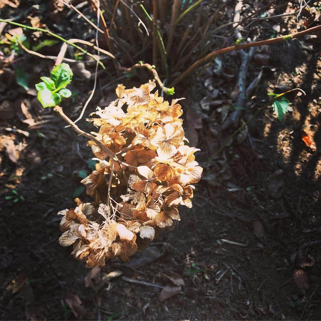 柴田平美さんのインスタグラム写真 - (柴田平美Instagram)「北海道 いきなり寒くなりすぎですよね。  ああ 暖かかったなぁ 東京。  毎年恒例の出張 ゴルフ場へ。  枯れた紫陽花から 青々とした葉が。  都会のパワーももらって 帰ってきたのでした。  #ゴルフ #ゴルフ場 #司会 #出張 #東京 #紫陽花 #アナウンサー」12月8日 21時51分 - narumi.shibata99