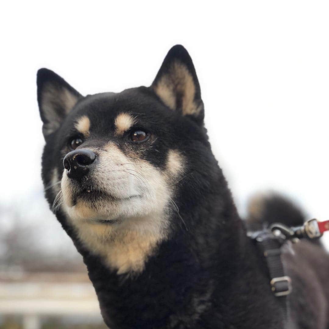 小川博永さんのインスタグラム写真 - (小川博永Instagram)「今日も凛々しいぜ。 そして既にeggmanでサウンドチェック中。健全だぜ。  #今朝まる #ししまる #dog #dogs #柴犬 #黒柴」12月9日 10時19分 - ogawahironaga