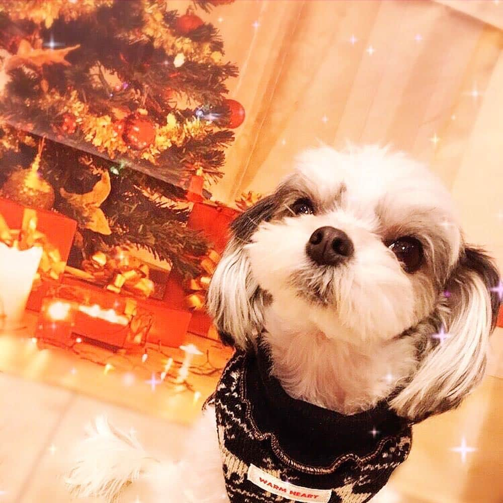 福野来夢さんのインスタグラム写真 - (福野来夢Instagram)「もう街中がXmasモード🎄✨ だけどお家帰って漫才観てると 年末年始の気分！笑 . #チワワ #マルチーズ #ミックス #チワマル #ぺろ#愛犬 #今年のプレゼントは何かな」12月9日 23時05分 - rappy217