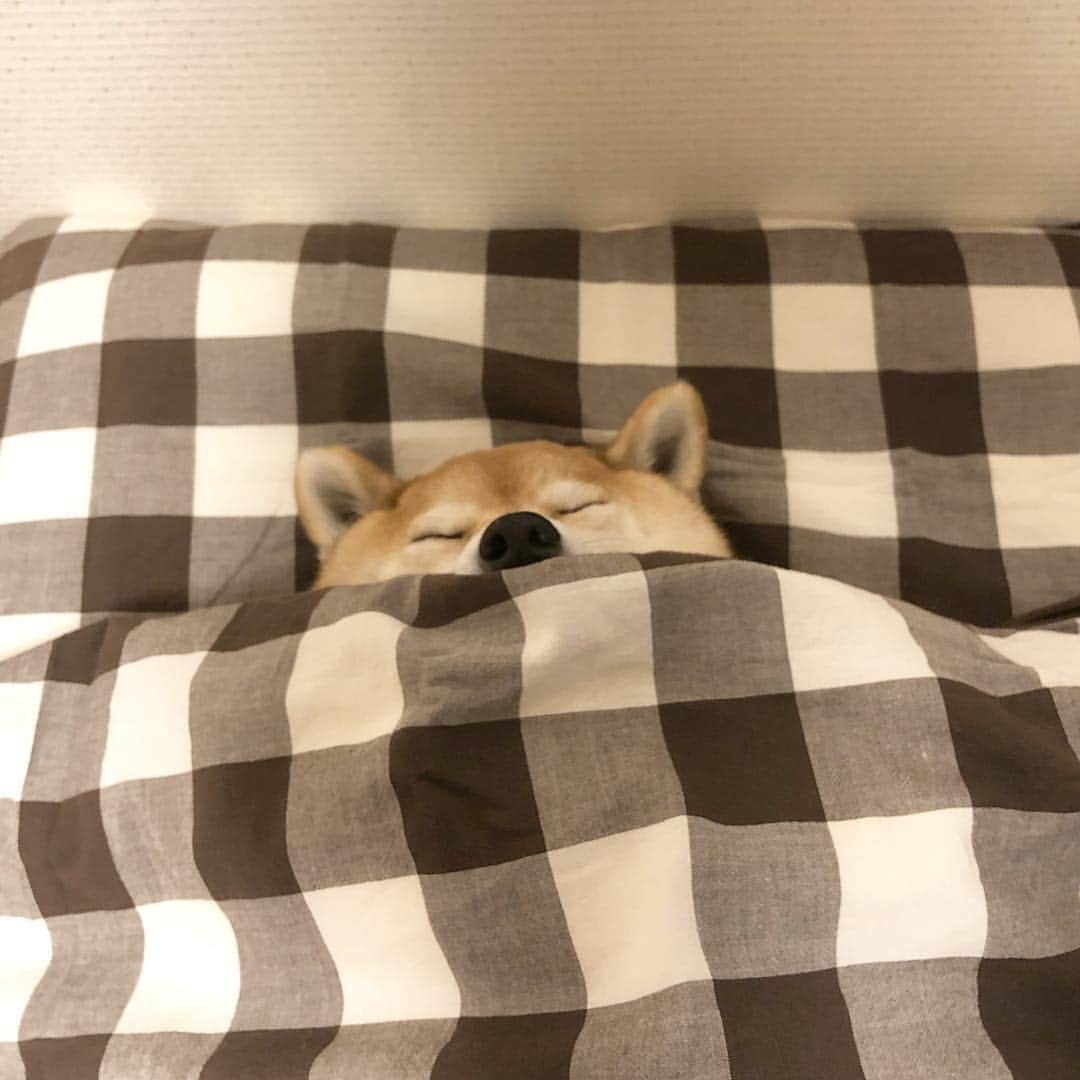 マロたんのインスタグラム：「Good night my friends. お布団ラバー #shiba #shibainu #weeklyfluff」
