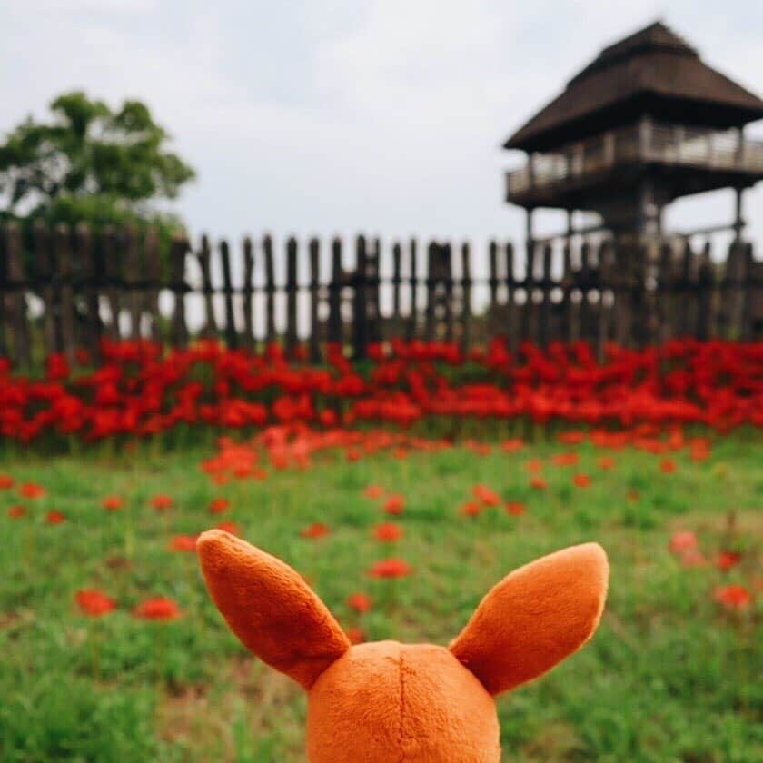 【公式】プロジェクトイーブイのインスタグラム：「⠀ 📍Yoshinogari, Saga / 吉野ヶ里（佐賀）⠀ ⠀ イーブイと同じ目線に立ってみたらいつもと違う景色が見えてきたよ✨⠀ ⠀ A captivating historical site catches Eevee’s attention✨⠀ ⠀ ⠀ #traveleevee#トラベルイーブイ#ポケモン⠀⠀⠀ #projecteevee#プロジェクトイーブイ#イーブイ⠀⠀⠀ #pokemon#eevee#eievui#travel#japantrip#saga⠀ #yoshinogari#japanesescene#佐賀#佐賀旅行#佐賀観光⠀ #日本の風景#日本の絶景#日本の歴史#古いもの⠀ #花のある暮らし#冬の景色#花が好き⠀」