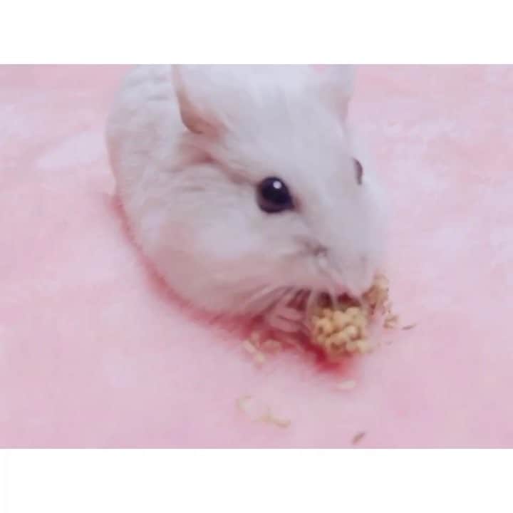 白戸遥のインスタグラム