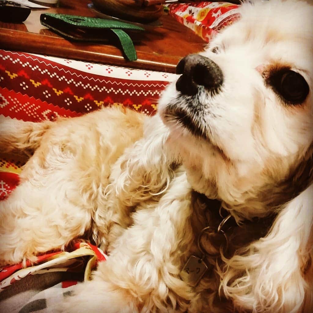 鈴木奈都さんのインスタグラム写真 - (鈴木奈都Instagram)「イッヌさま 今日もマイペース  #アメリカンコッカースパニエル #保護犬」12月9日 18時52分 - suzukinatsu