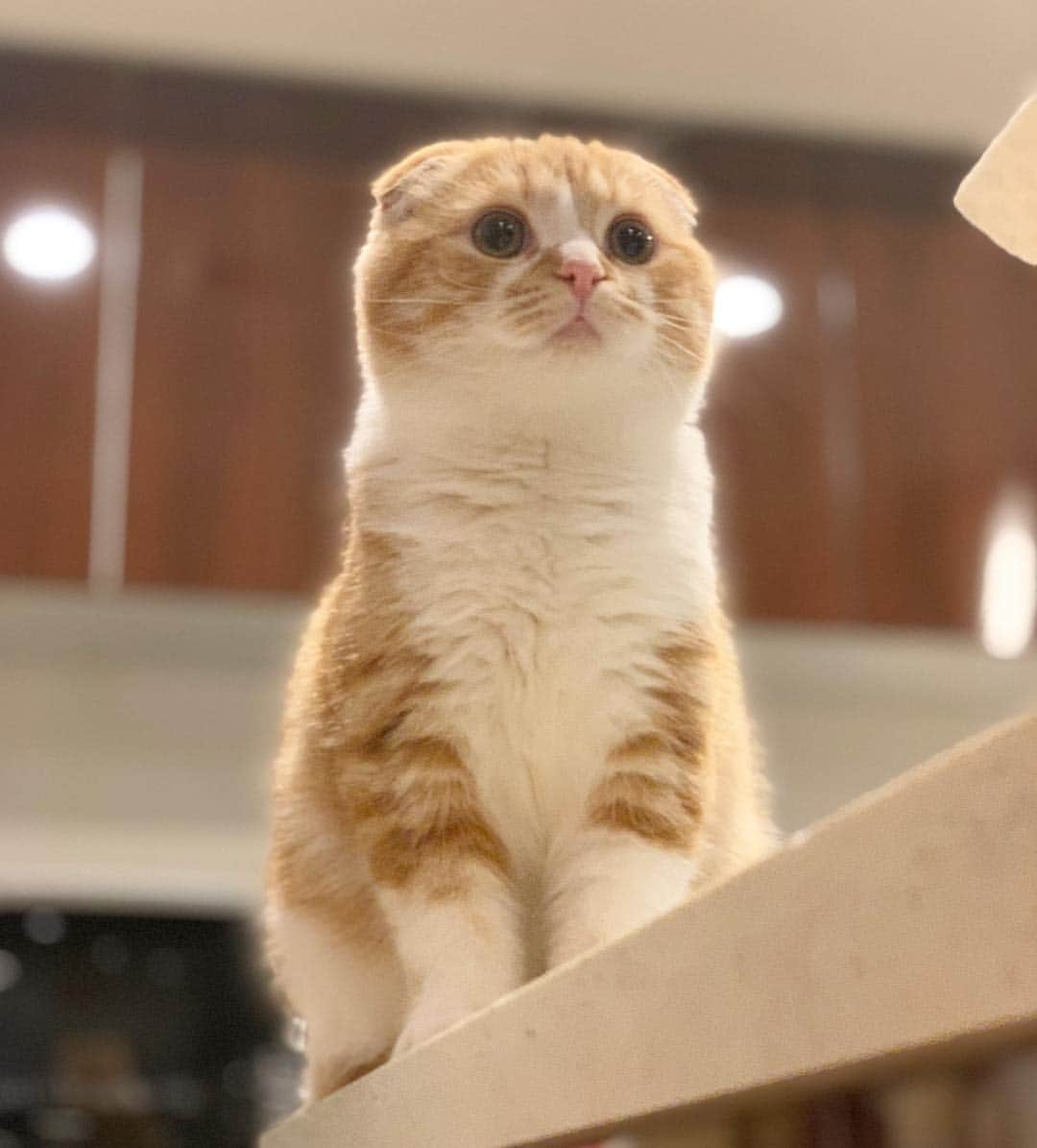 HIKAKINのインスタグラム：「まるお、奇跡の1枚。。。 もはや神である😭💕💕💕 #まるお #猫 #かわいい」