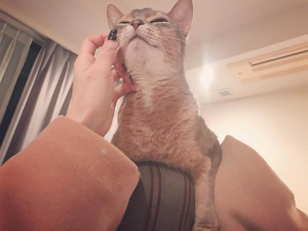 桃さんのインスタグラム写真 - (桃Instagram)「家に帰ってきた時の儀式！ふぁーーー、可愛い😽💖 #ラピ #アビシニアン #abyssinian #猫 #cat」12月10日 20時39分 - momo.official