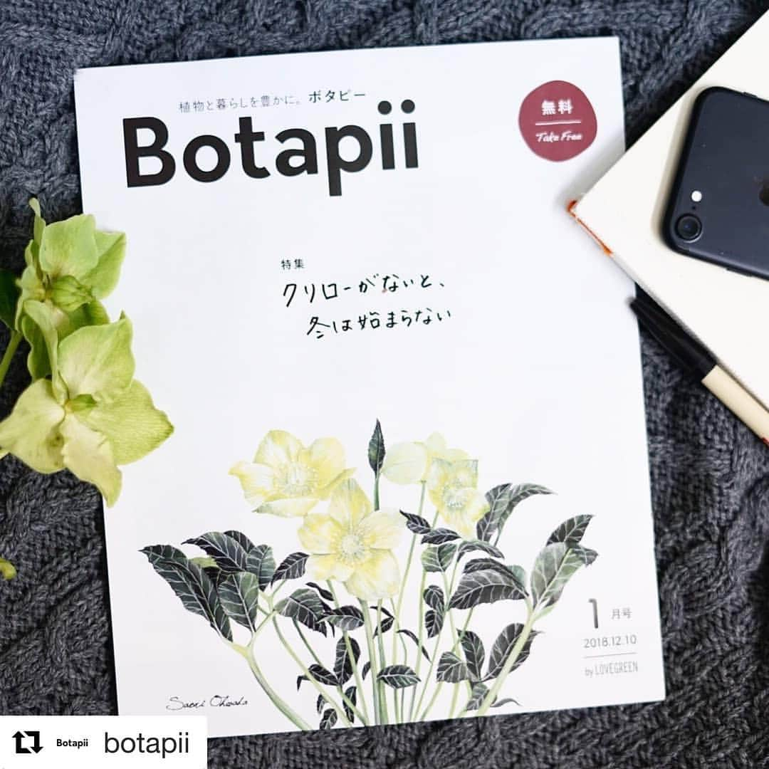 LOVEGREEN -植物と暮らしを豊かに。さんのインスタグラム写真 - (LOVEGREEN -植物と暮らしを豊かに。Instagram)「本日！！12/10(月) . フリーペーパーBotapii1月号が発刊しました！ #Repost @botapii with @get_repost ・・・ . 【本日12月10日(月)発刊】Botapii1月号 . -特集- クリローがないと、冬は始まらない . 冬の花の定番、クリスマスローズ。 最近ではクリローなんて呼ばれたりもしています。 . 今回の表紙はSaori Ohwadaさん(@saori_ohwada)にクリローのイラストを描いていただきました！ とっても可愛いイラストは必見です。 . 特集では、童仙房ナーセリー＆ガーデンの藤田善敬さん(@yoshisnursery)監修のもと、クリローの基本的な育て方や編集部おすすめのアレンジなどをご紹介。 . また、ガーデンセンターさにべるの間室みどりさん( @midorimamuro )にはクランベリーを使ったクリスマスにぴったりな寄せ植えを教えてもらいました！ . お正月にピッタリな『しめ縄リース』を教えてくれたのは、アート制作ユニットのCui Cui.さん(@cuicui.official)。 おしゃれでかっこいいリースを飾ってお正月を迎えてみてはいかがでしょうか。 . 詳しくは、Botapii1月号をゲットしてからのお楽しみ。 . 早速、花屋・園芸店・ホームセンターを中心に配布しているフリーペーパーBotapiiを探しに行こう！ →設置店はホームのURLからチェック👌 . #botapii by #lovegreen . . #フリーペーパー #植物 #植物のある暮らし #花のある暮らし #観葉植物 #多肉植物 #クリスマス #クリスマスローズ #クリロー #花 #ラブグリーン #ボタピー #植物と暮らしを豊かに #plants #flower #botapii #冬の花 #正月 #新年 #SaoriOhwada #藤田善敬 #間室みどり #CuiCui.」12月10日 21時36分 - lovegreen_official