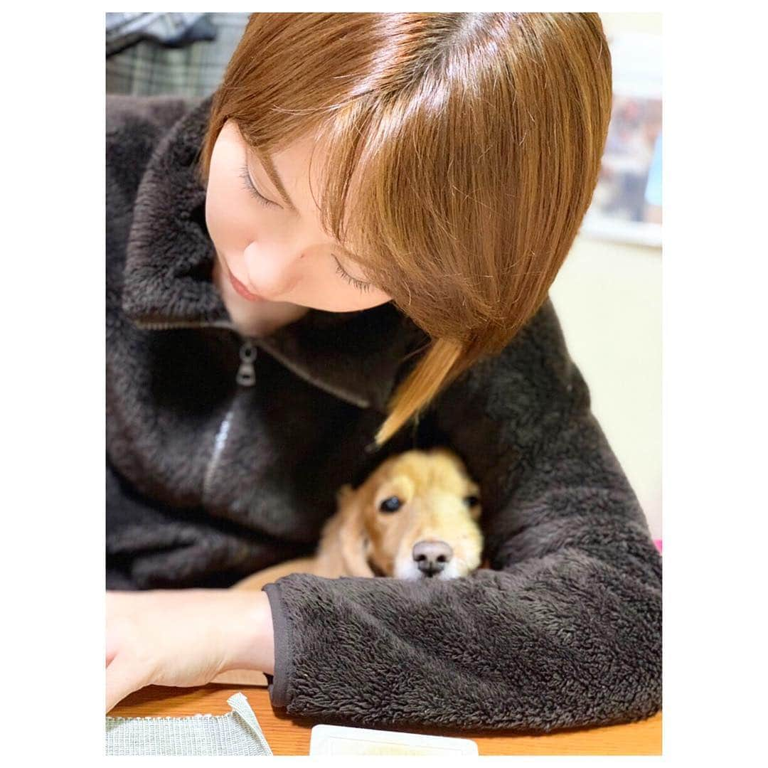 増田有華さんのインスタグラム写真 - (増田有華Instagram)「＊ 私が書き物してて 手が空いてなかったから 顔を腕に乗っけて ウトウト…  この子のためなら死ねる。 可愛すぎて、あああああああ ＊ #もも #愛犬 #ミニチュアダックス #ミニチュアダックスフント #ミニチュアダックスふんどし #じゃなくて #ミニチュアダックスフンド #犬 #dog #dogstagram」12月10日 23時02分 - masuyuka_official