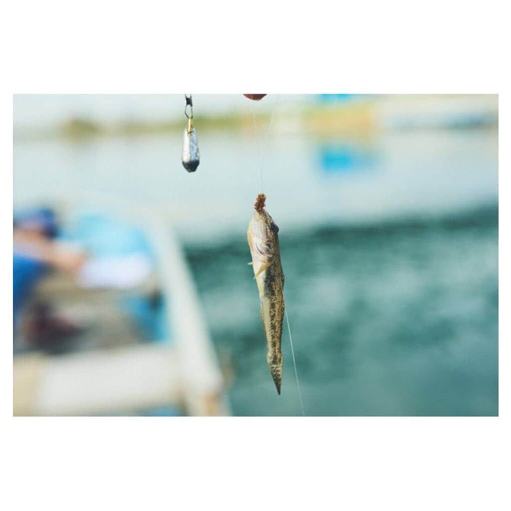 小松菜奈さんのインスタグラム写真 - (小松菜奈Instagram)「小松×さかな🐟ぎょぎょぎょ  #第2弾さかな編 #ただただ魚を美味しく食べる #なんて最高な企画 #ありがとうございます」12月11日 6時57分 - konichan7