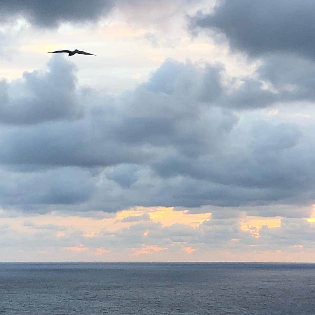 馬場典子さんのインスタグラム写真 - (馬場典子Instagram)「風が強い朝 鳥は気持ち良さそう」12月11日 7時25分 - baba_channel