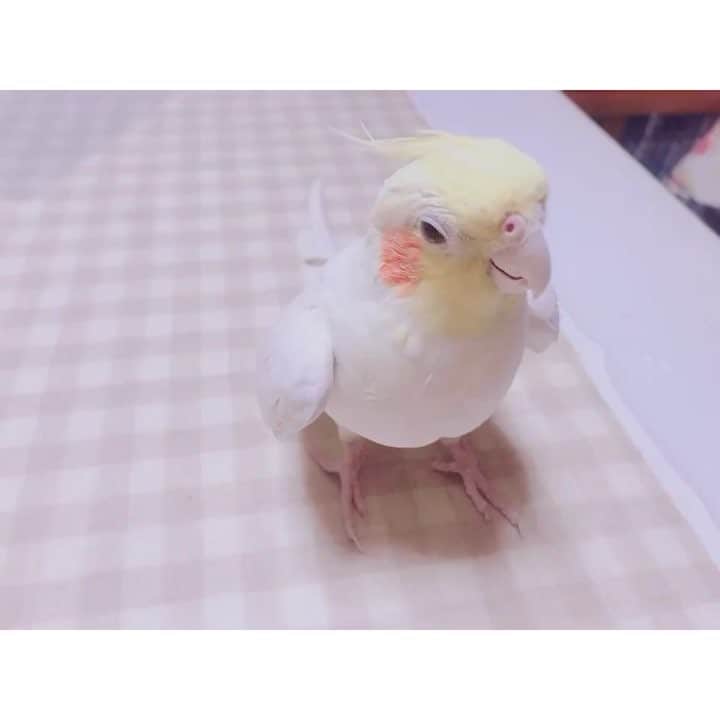 白戸遥のインスタグラム：「ごきげんるーしぃー😆トントンがとまらない笑 遥に合わせてトントン🤣 はじめて見た時は衝撃だったよね🙊 分かりにくいけどくちでトントンもゆってる🐒 #いんこぐらむ #インコグラム #インコ動画 #インコ部 #ひょっこりはん #オカメインコ #歌声 #ご機嫌 #bird #birdwatching #birds #かわいい #はるちゃん #白戸家 #動物 #いんこ #いんこすたぐらむ #インコ好きと繋がりたい #自作#ノリノリ#トントン #とんとん」