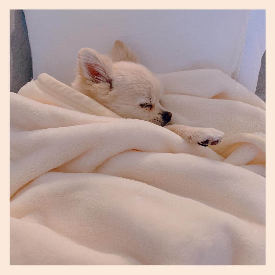 のインスタグラム：「おはよう。ございません。😪 #うちのいぬサスケ」