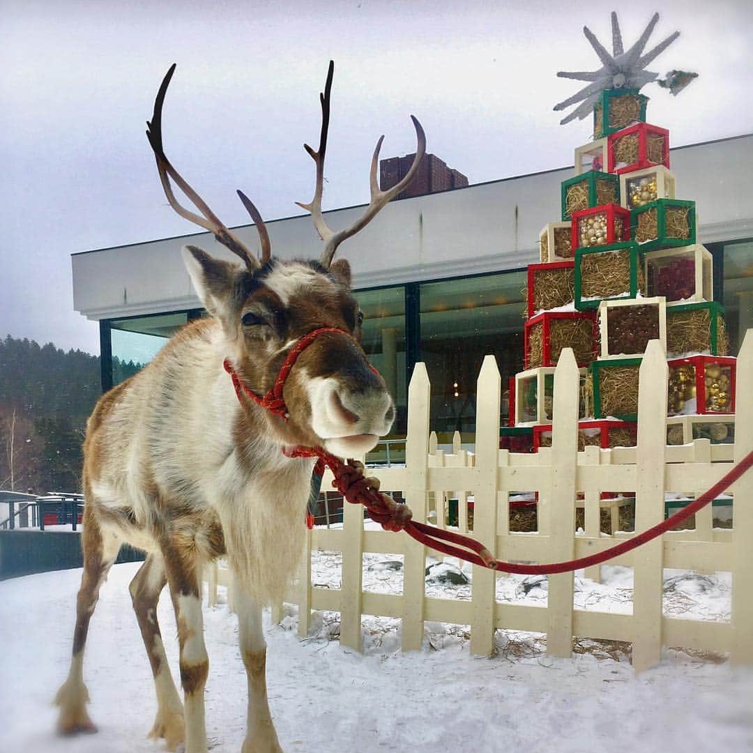 星野リゾート　トマムさんのインスタグラム写真 - (星野リゾート　トマムInstagram)「4-Year-Old Reindeer "Sally" is now at The Tower courtyard waiting for White Christmas coming!  12月1日〜25日の期間限定、牧場をテーマにした「ファームクリスマス」には人気のトナカイさんが！彼女の名前は“サリー”(メス4歳)。 牧草で作った高さ3メートルの「牧草ツリー」と共にサリーとステキなホワイトクリスマスを過ごせます。  #星野リゾート #トマム #星野リゾートトマム #北海道 #hoshinoresorts #tomamu #hokkaido #japan #星野TOMAMU度假村 #星野集團 #トナカイ #caribou #reindeer #スノーリゾート #スキー場 #スキー #ski #snowresort #whitechristmas #ファームクリスマス #farmchristmas」12月12日 15時44分 - hoshinoresorts_tomamu
