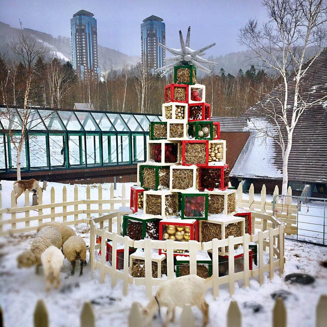 星野リゾート　トマムさんのインスタグラム写真 - (星野リゾート　トマムInstagram)「4-Year-Old Reindeer "Sally" is now at The Tower courtyard waiting for White Christmas coming!  12月1日〜25日の期間限定、牧場をテーマにした「ファームクリスマス」には人気のトナカイさんが！彼女の名前は“サリー”(メス4歳)。 牧草で作った高さ3メートルの「牧草ツリー」と共にサリーとステキなホワイトクリスマスを過ごせます。  #星野リゾート #トマム #星野リゾートトマム #北海道 #hoshinoresorts #tomamu #hokkaido #japan #星野TOMAMU度假村 #星野集團 #トナカイ #caribou #reindeer #スノーリゾート #スキー場 #スキー #ski #snowresort #whitechristmas #ファームクリスマス #farmchristmas」12月12日 15時44分 - hoshinoresorts_tomamu