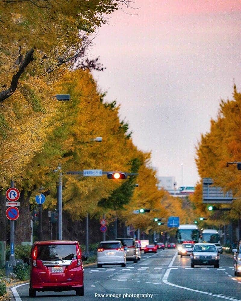 東京カメラ部 横浜分室さんのインスタグラム写真 - (東京カメラ部 横浜分室Instagram)「Photo by @peacemoon144 「山下公園」 https://www.instagram.com/p/Bq3WE3QluPd/ . いいね！＆コメント大歓迎！ ※投稿に関するご注意・ポリシーは東京カメラ部に準じます。詳しくは下記をご覧ください。 http://app.minpos.com/fb/willvii/camera_jpn/static/guideline . #みなとみらい線フォト散歩 #みなとみらい線フォトさんぽ #みなとみらい線 #横浜 #新高島 #みなとみらい #馬車道 #日本大通り #元町中華街 #yokohama #東京カメラ部 #Japan #photo #写真 #日本 Follow: @TCC.Yokohama」12月13日 11時04分 - tcc.yokohama