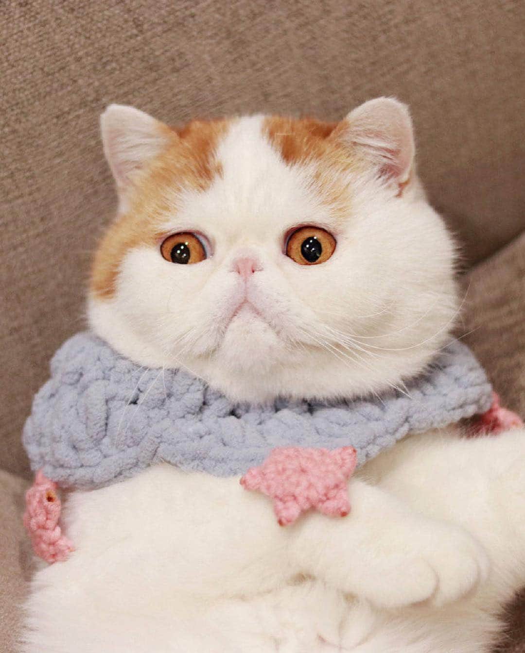 snoopyさんのインスタグラム写真 - (snoopyInstagram)「. . . #catsofinstagram #snoopybabe」12月14日 6時37分 - snoooopybabe