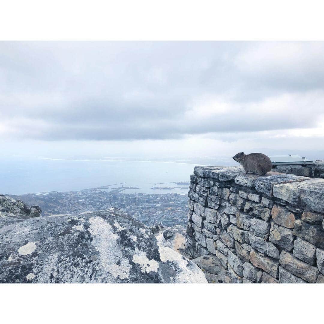 山崎紘菜さんのインスタグラム写真 - (山崎紘菜Instagram)「⛰ Great Table Mountain with Dassie. #ちょっと曇ってたけど #充分綺麗でした」12月14日 6時50分 - hirona_yamazaki