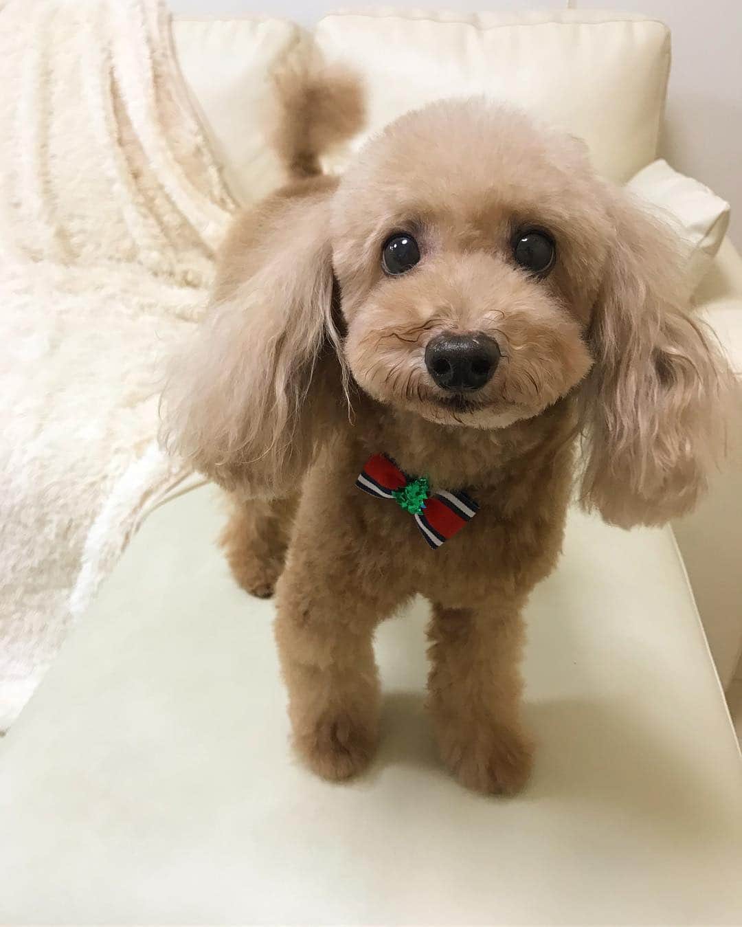 奈々子のインスタグラム：「コムギーニ 冬仕様☆ この写り方だと小さく見えるけど、通常のトイプードルのサイズ☆ だけどスリムだからすごい軽いと思っていたし前も3キロなかった気がするけど、久しぶりに体重計ったら4.1キロだった（≧∇≦）♪ 来年で11歳☆ 病院でも美容院でも驚かれる若さのコムちゃん（≧∇≦） . #コムギーニ #love #myfamily #toypoo #トイプードル #シニア犬 #超健康 #嬉しい♡ #アンチエイジング #シニア犬10歳」
