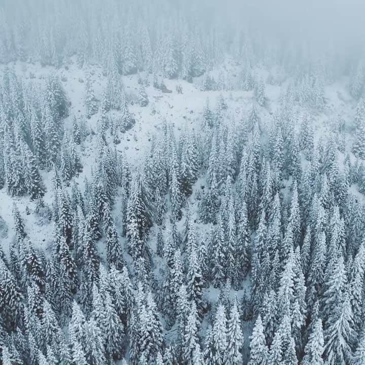 Kyle Kuiperのインスタグラム：「❄️🌲」